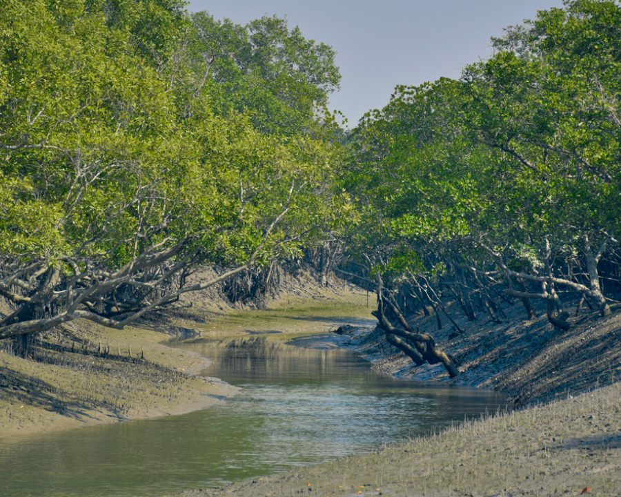 Sundarban